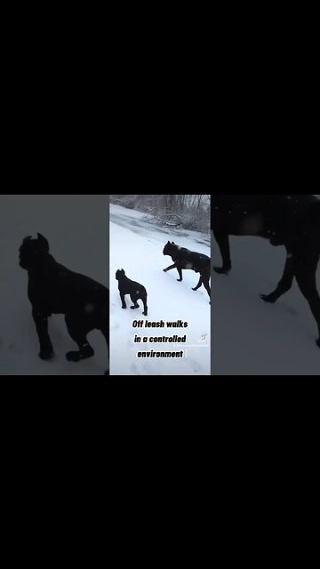 Building Bonds Between Puppy & Adult Cane Corsos #canecorso #dog #shorts