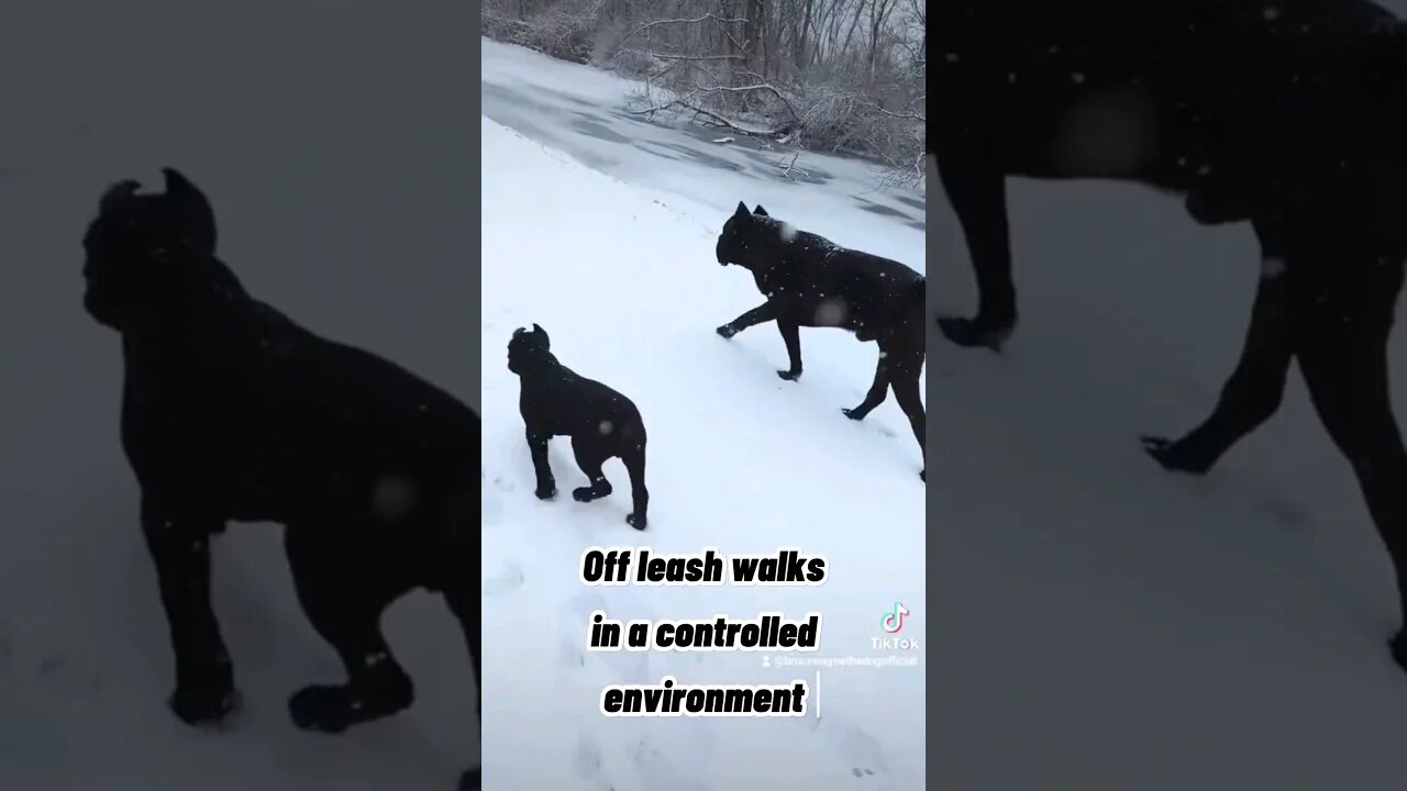 Building Bonds Between Puppy & Adult Cane Corsos #canecorso #dog #shorts