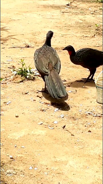 Jacu e sua família deliciando-se com mamões frescos na terra Jacuaçu, jacuguaçu, guans