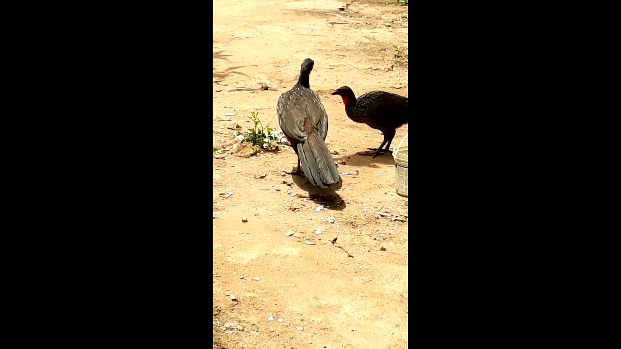 Jacu e sua família deliciando-se com mamões frescos na terra Jacuaçu, jacuguaçu, guans