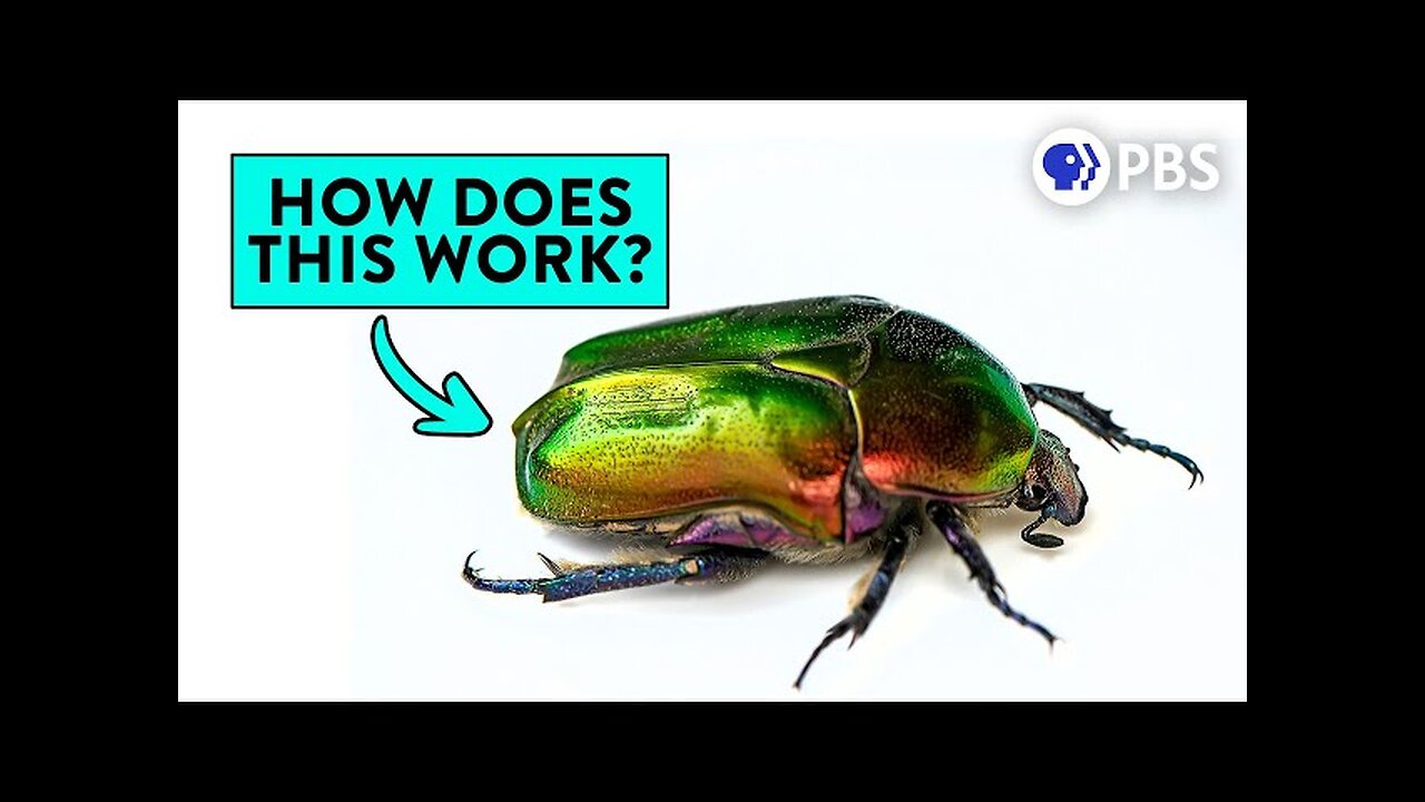 Iridescence: Nature's Most Beautiful Physics Trick