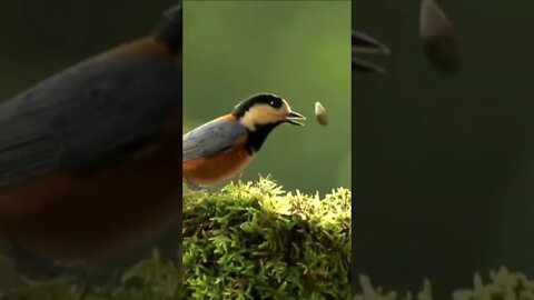 Bird 🕊️