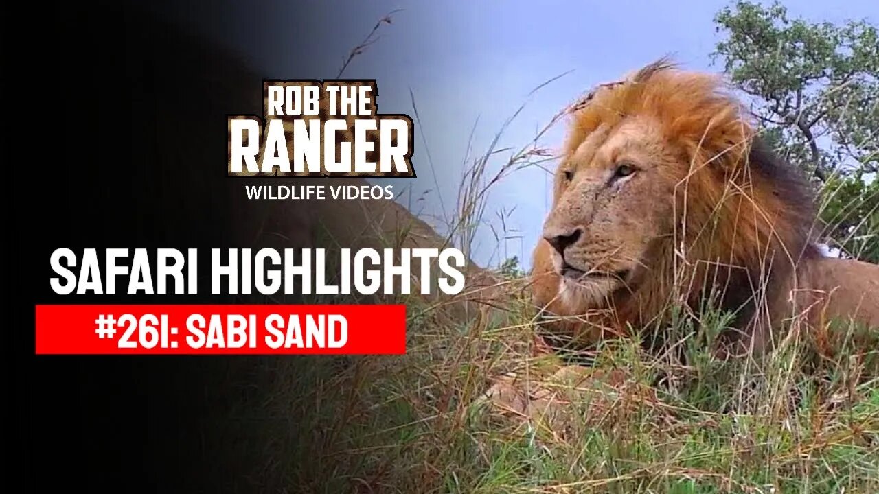 Safari Highlights #261: 17 - 19 March 2014 | Sabi Sand Nature Reserve | Latest Wildlife Sightings