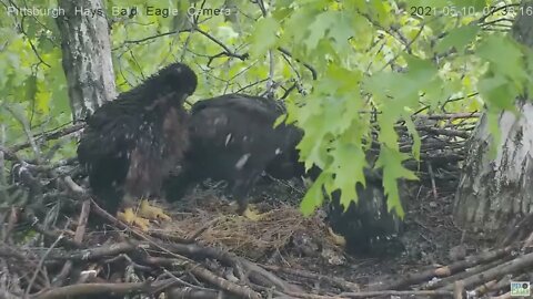 Hays Eaglet H14 spreads grass carpet Mom brought in 2021 05 10 7:34 AM