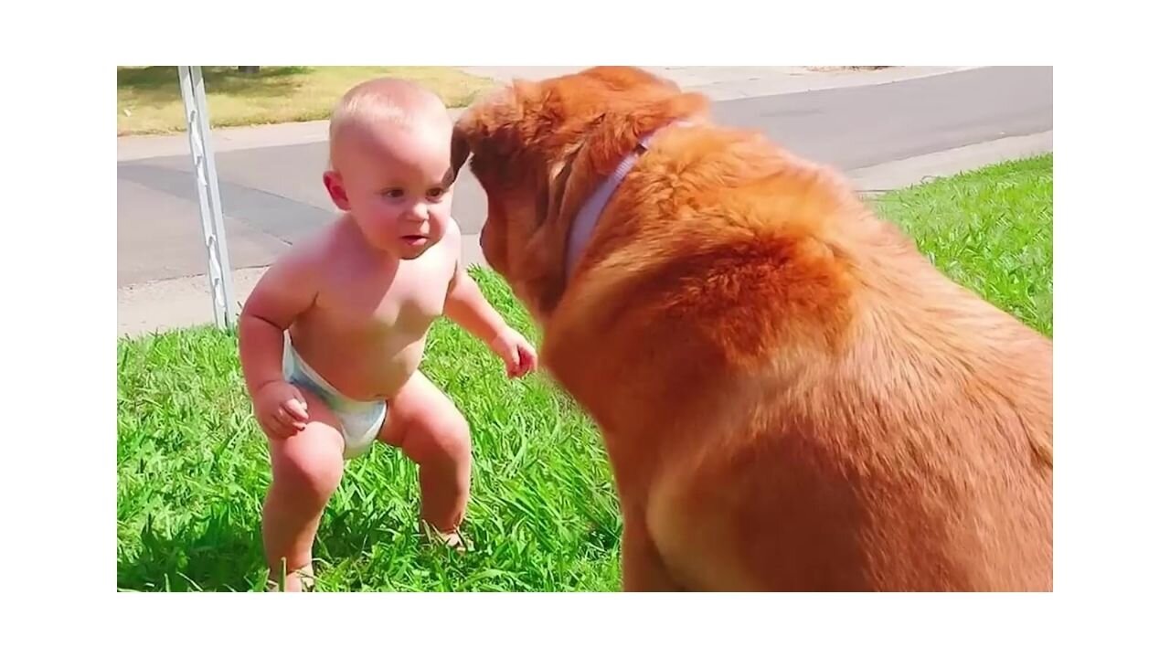 Best video of Cute Babies and pets Funny Baby and pet cute dogs and cats