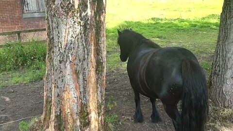 Hello Horse behind the tree #short
