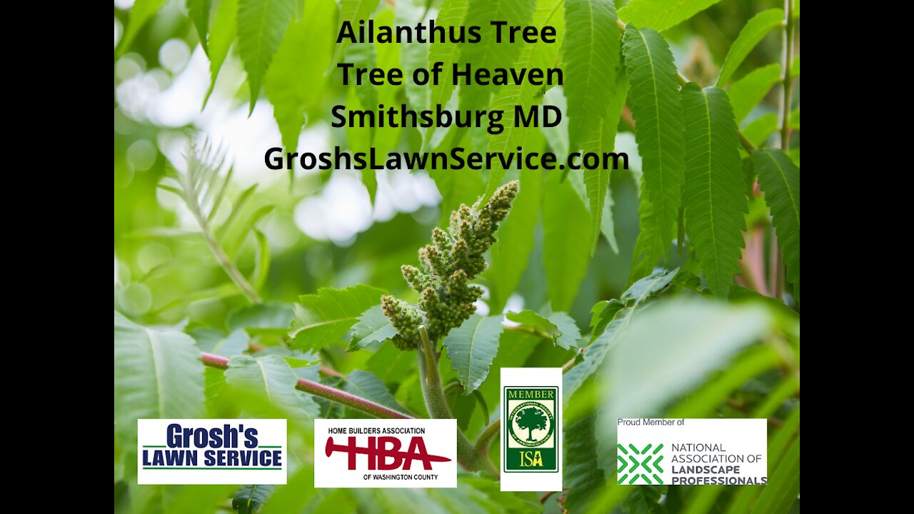 Ailanthus Tree Smithsburg MD Tree Service