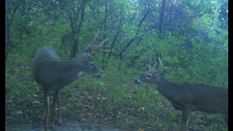 Deer and other wildlife. Fall food plot video 2022