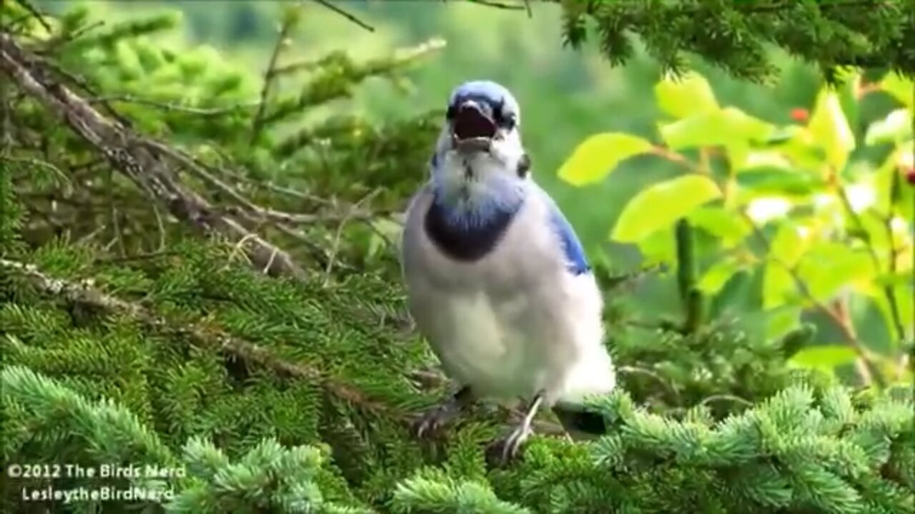 Blue Jay Call