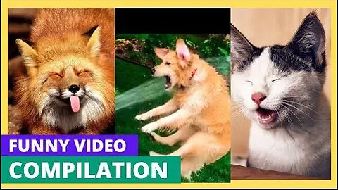 Funny Cats and Dogs Video Compilation