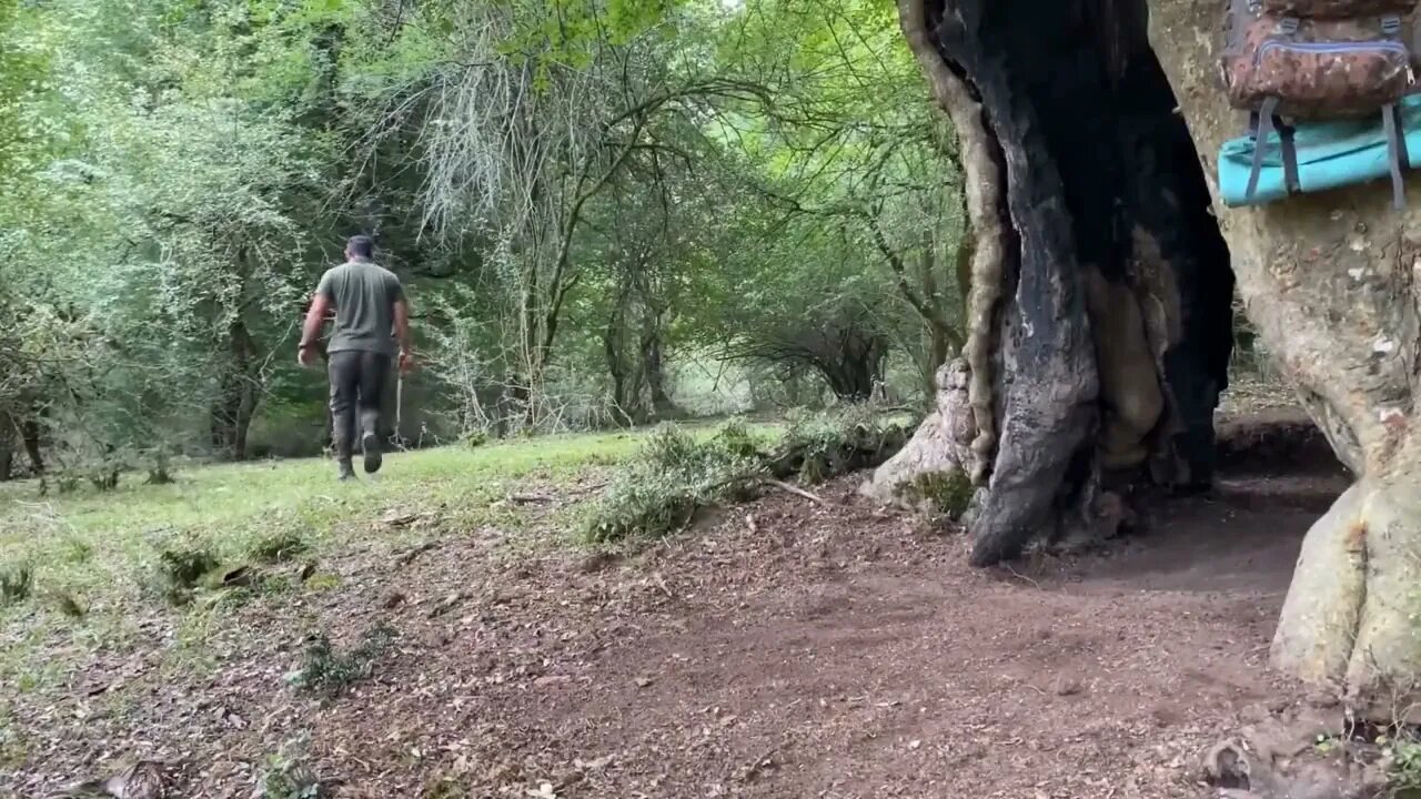 Build a warm shelter with a fireplace inside a 5,000 year old tree.8