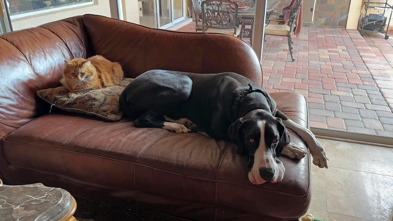 Bestie Great Dane & Cat Snuggle Up For Cuddle Time Together