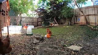 My Backyard Chickens - Episode 89