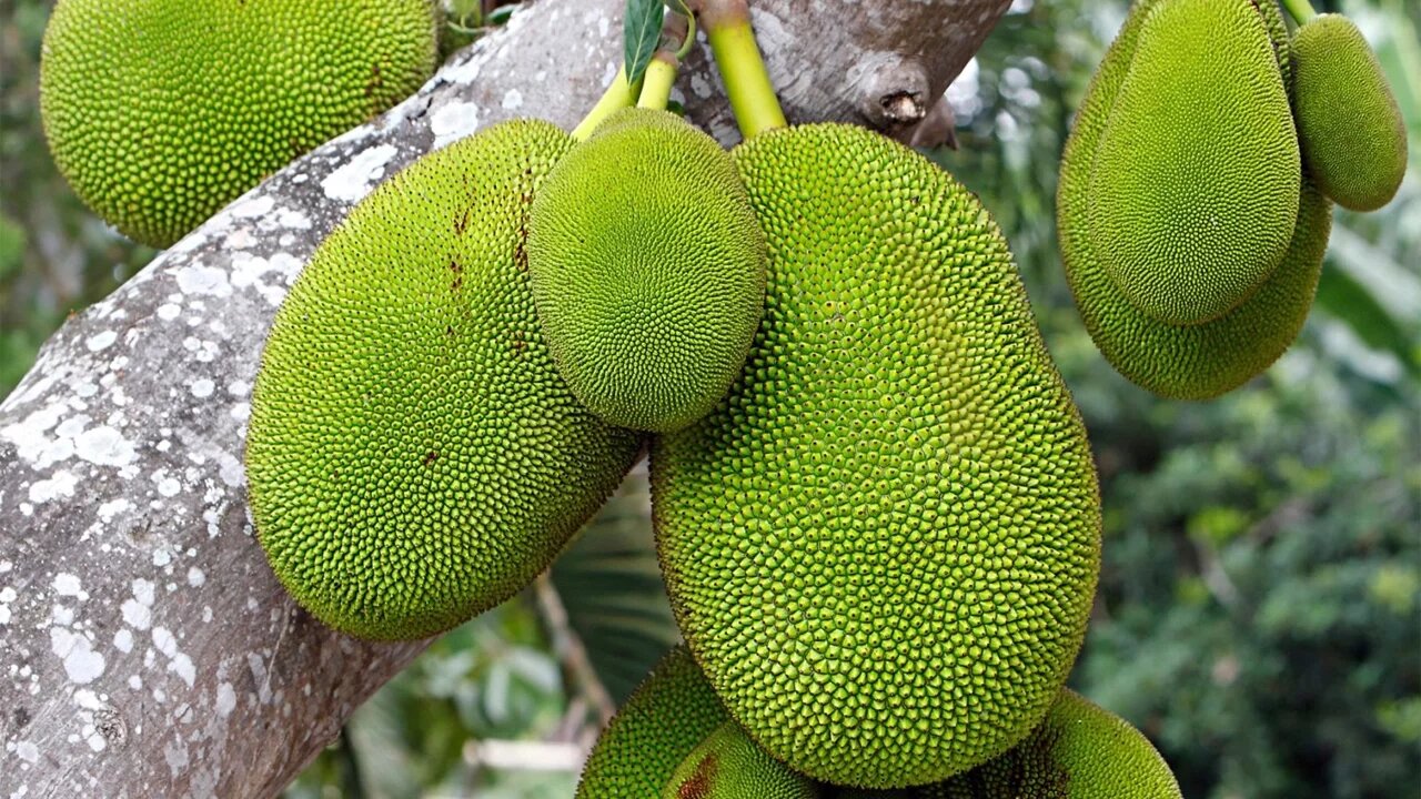 Miracle Fruit? 10 Amazing Health Benefits of Jackfruit