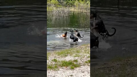 Belgian Malinois gets jumped while swimming