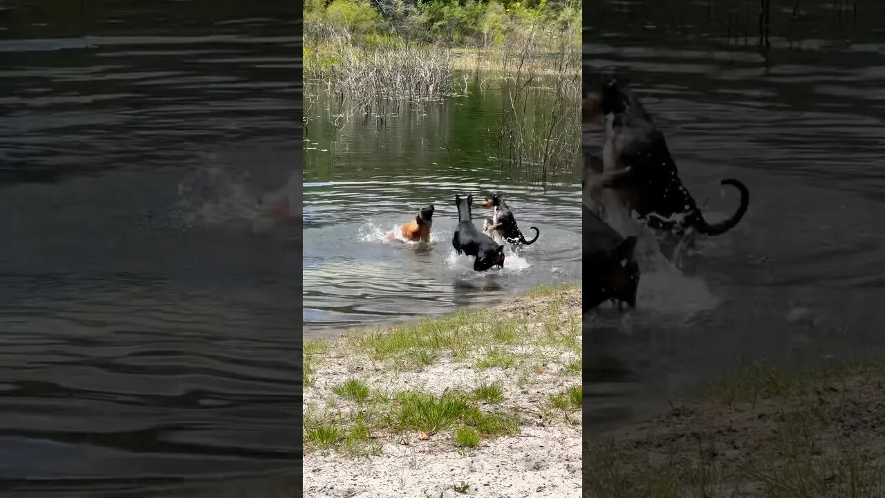 Belgian Malinois gets jumped while swimming