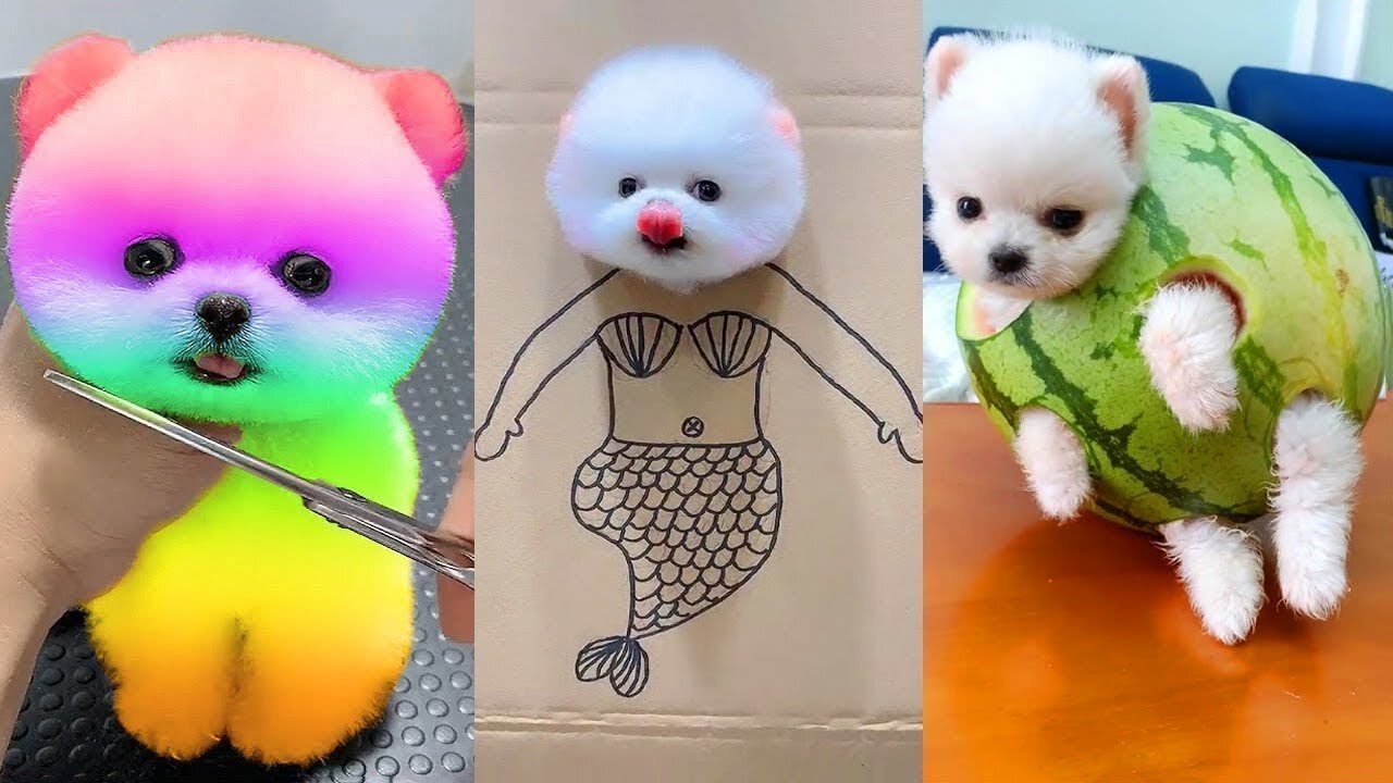 5 Minute Timer🐶🐶Cute Puppies & Puppy Music