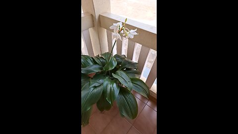Planta Flor Chuveiro