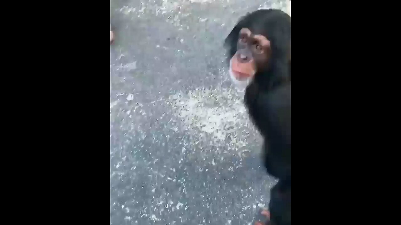 #funny animal videos