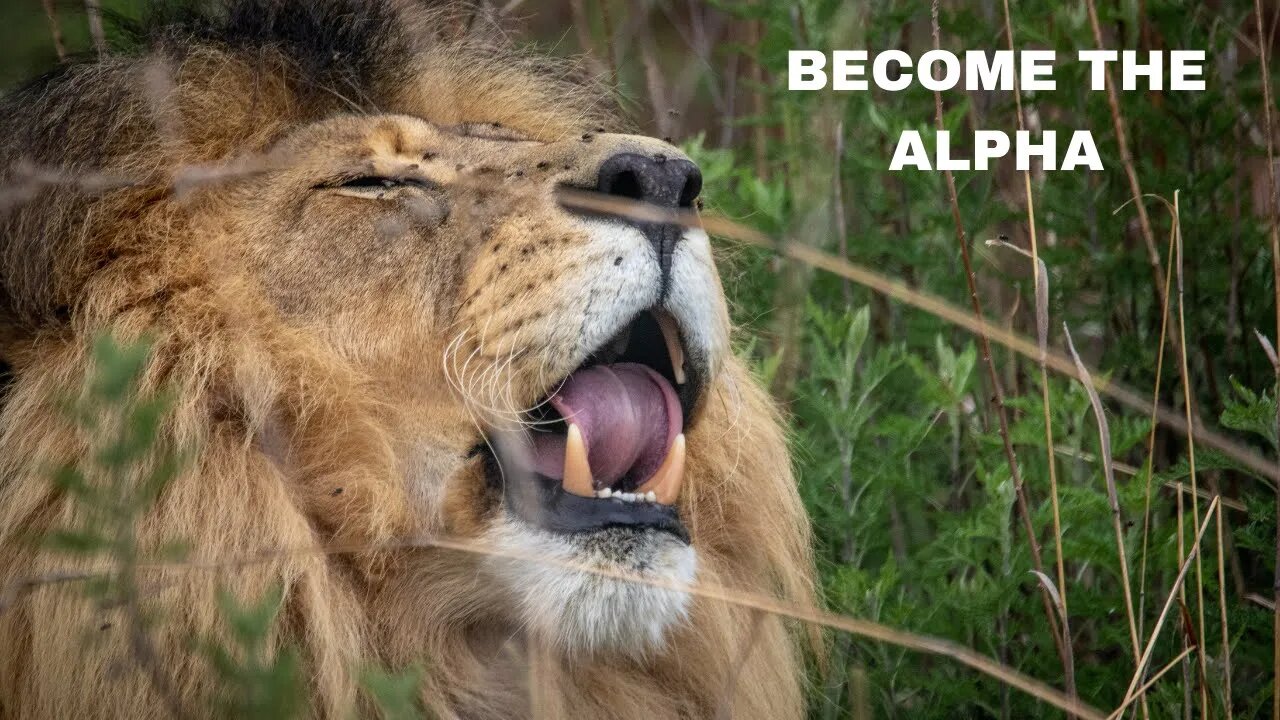 BECOME ALPHA