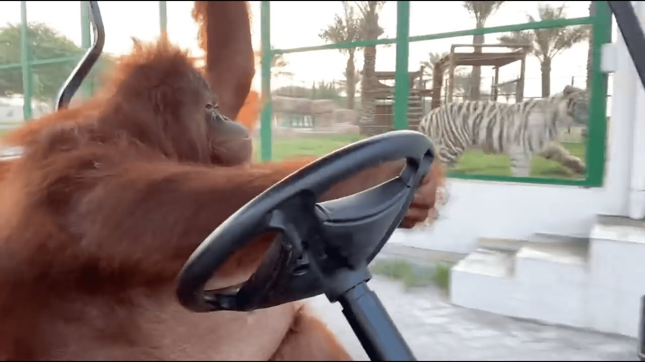 Driving to the banana store