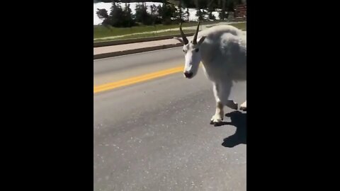 Massive Mountain Goat