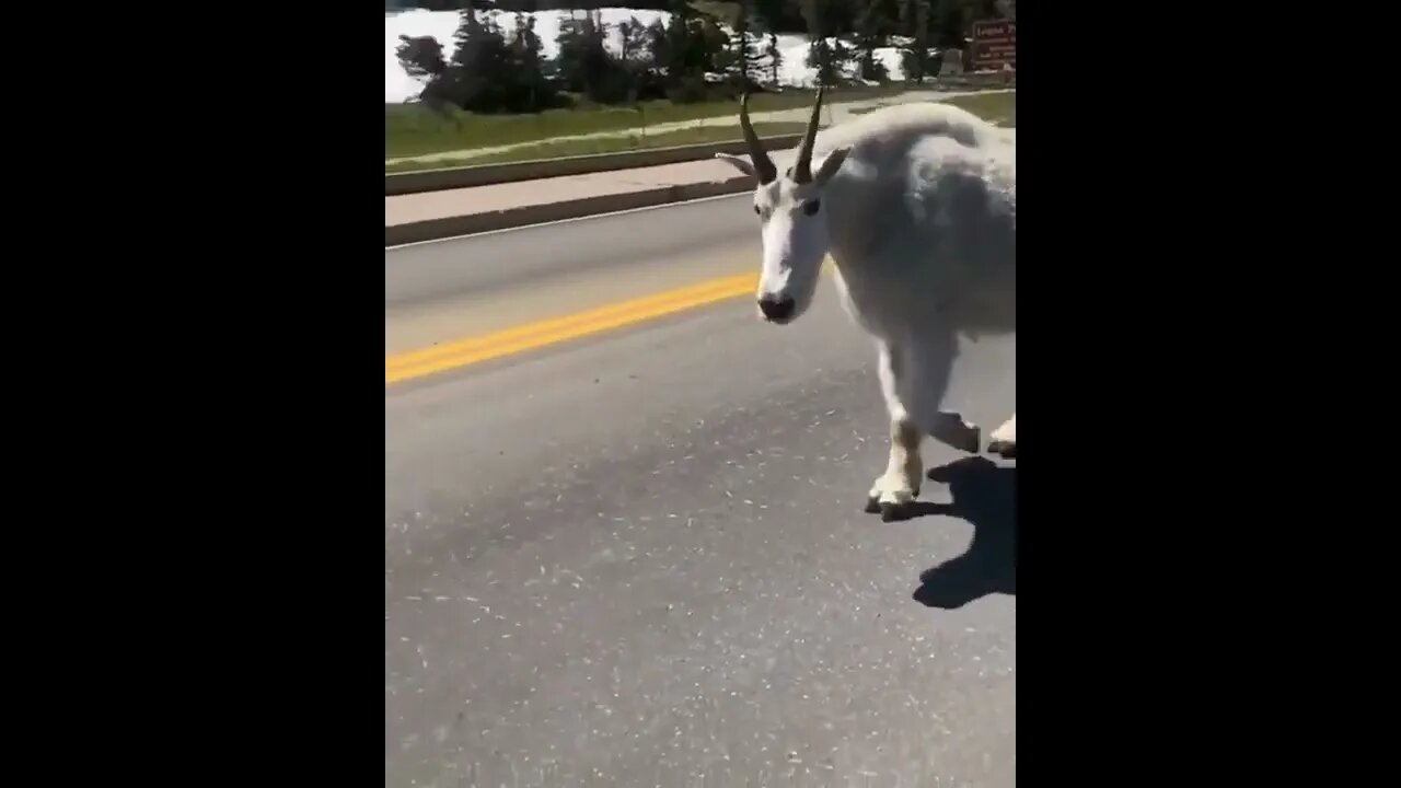 Massive Mountain Goat