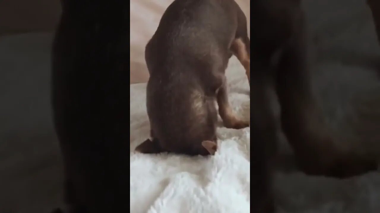 I love dogs