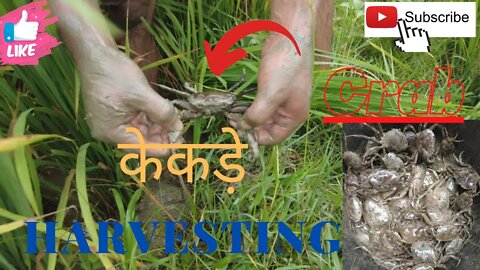 केकड़े की खेत #crab harvesting natural process in rular viallagers area # viallagers life