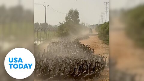 Duck, duck, go! Duck stampede charges down dirt road in Cambodia. | USA TODAY