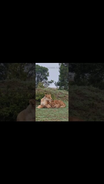 Maasai Mara Sightings Today 22/01/22 (Lions, Leopard, etc) | Zebra Plains | #shorts