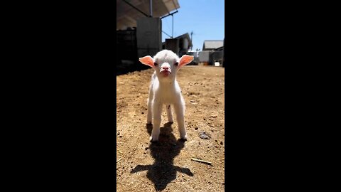 cute baby goat