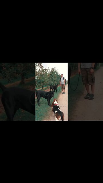 Cane Corsos Meet Basset Hound #shorts #viral #funnydogs #pets