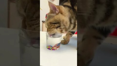 vídeo Idéias criativas meu gatinho está querendo água.