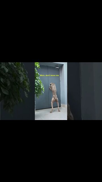 DON'T DO THIS TO YOUR DOG: DOGS ARE GOOD FRIENDS