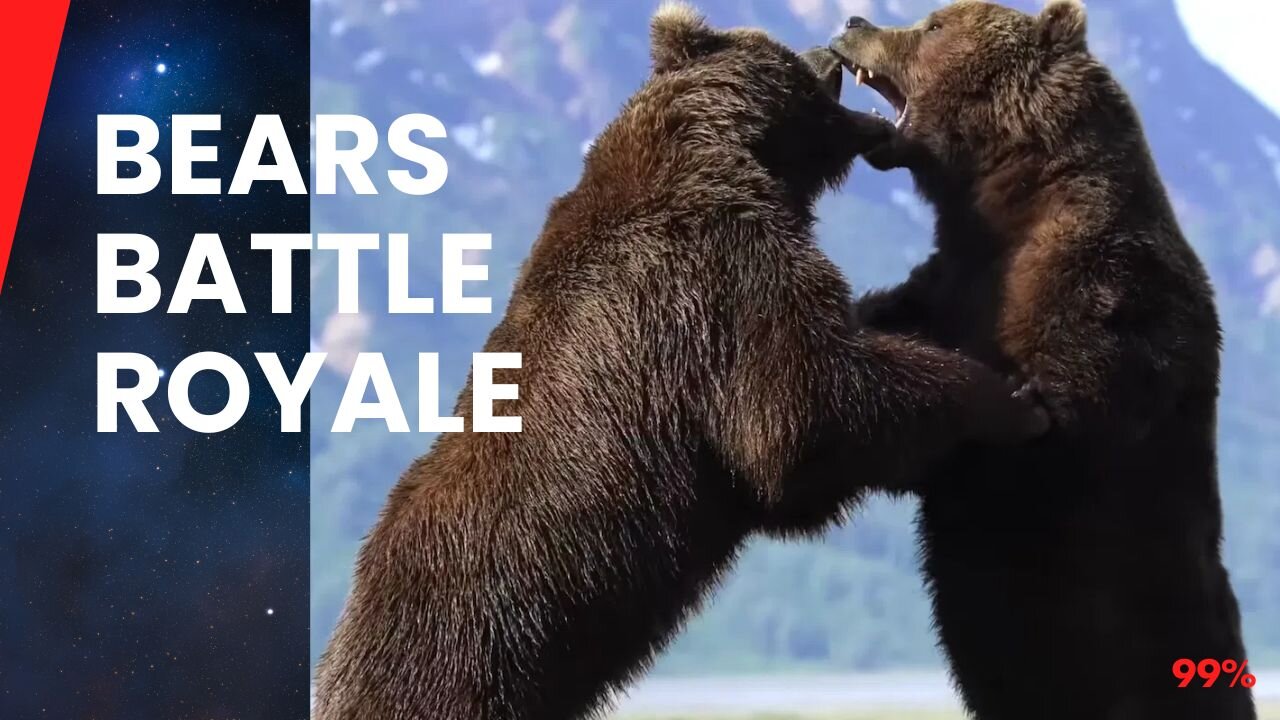 Bear Brawl Caught on Camera: You Won't Believe This!