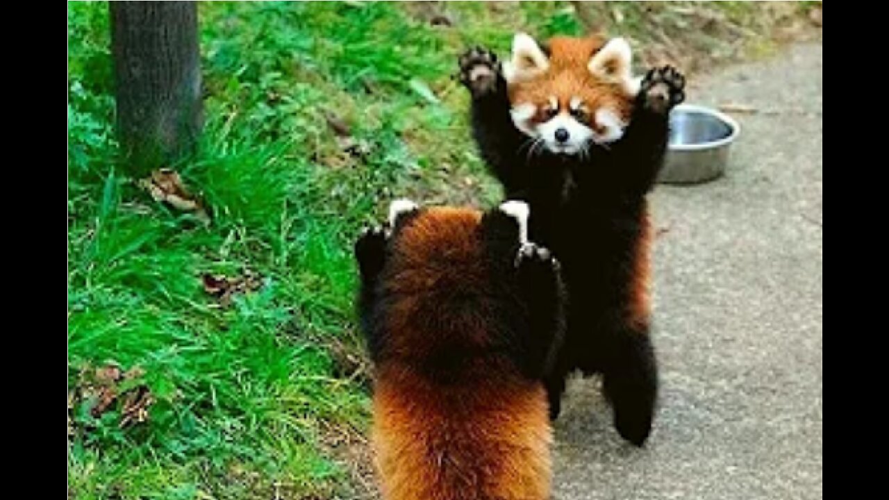 Funny red panda videos