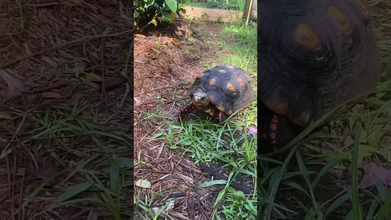 Here She Comes #shorts #tortoiseshorts #redfoottortoise #melonthetortoise #tortoise