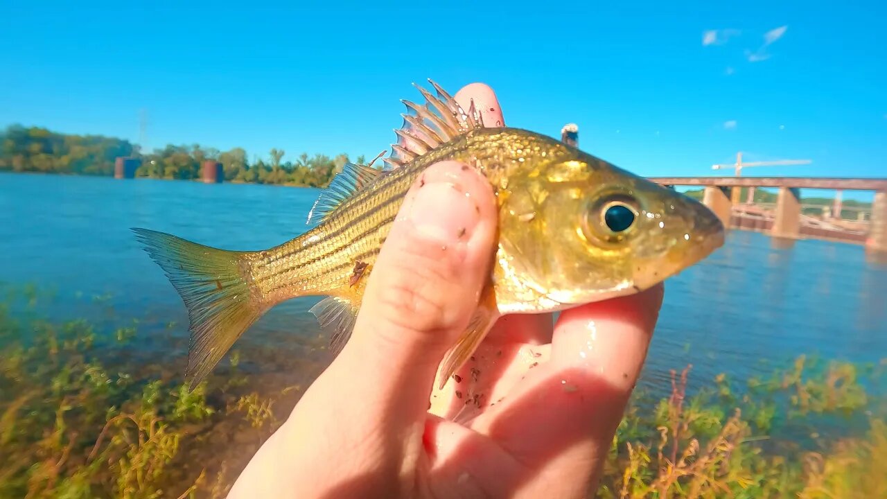 cast netting bait from the river