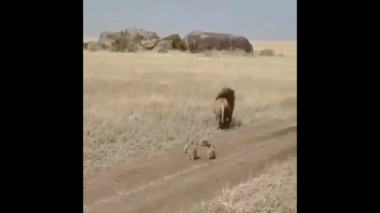 Nice Family Lions Video, lions shorts Video #r150shorts #youtubeshorts #ytshorts #animals