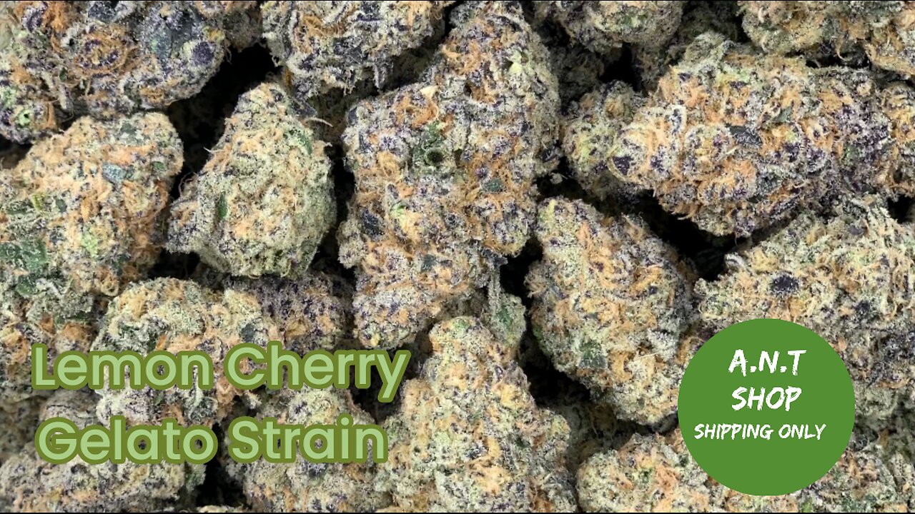 Lemon Cherry Gelato Strain Review