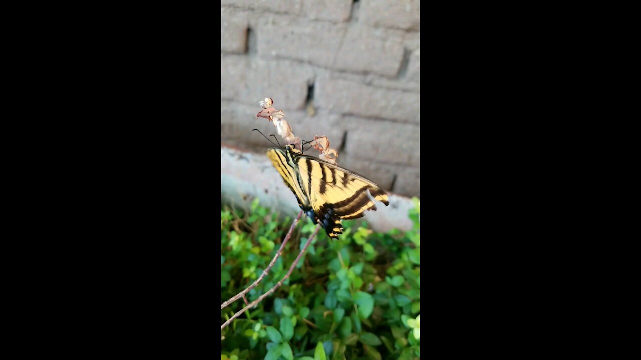 Yellow Butterfly