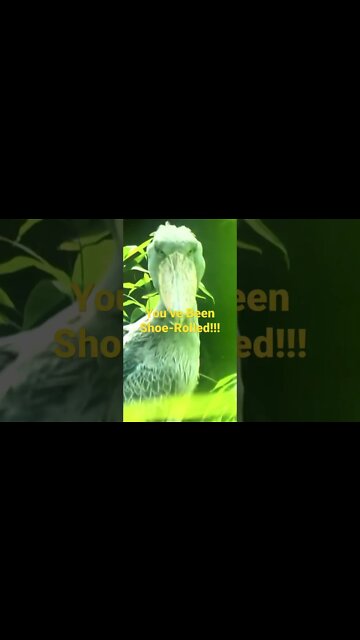 Strange Animal #short #animals