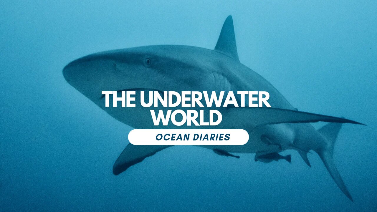 Travel the underwater world - the ocean diaries