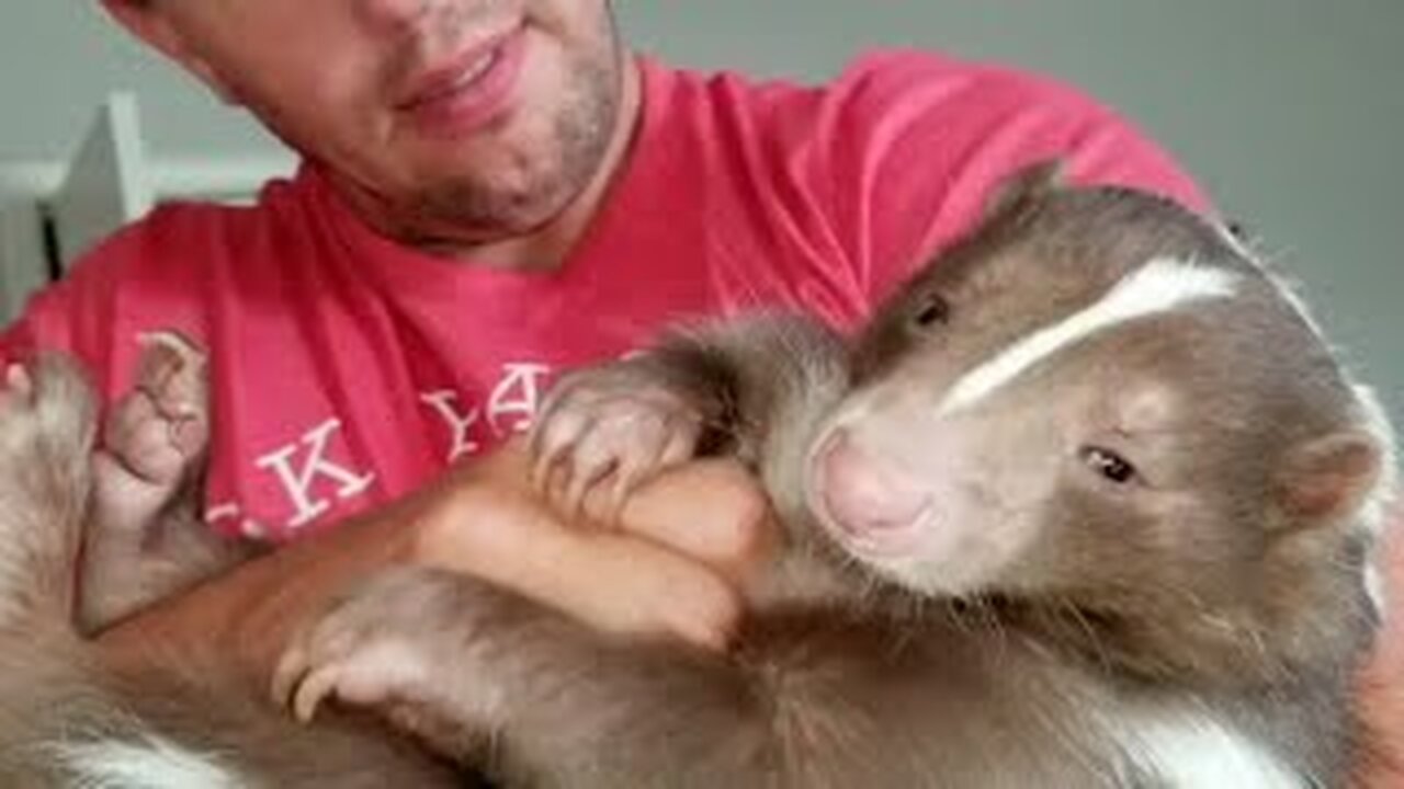 ADORABLE Skunk is Part of the Family! 😯 | Unusual FUNNY Pets