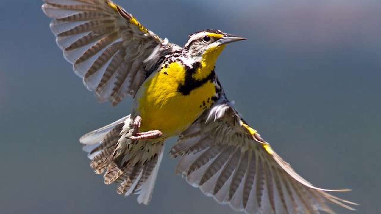 The Lark Ascending