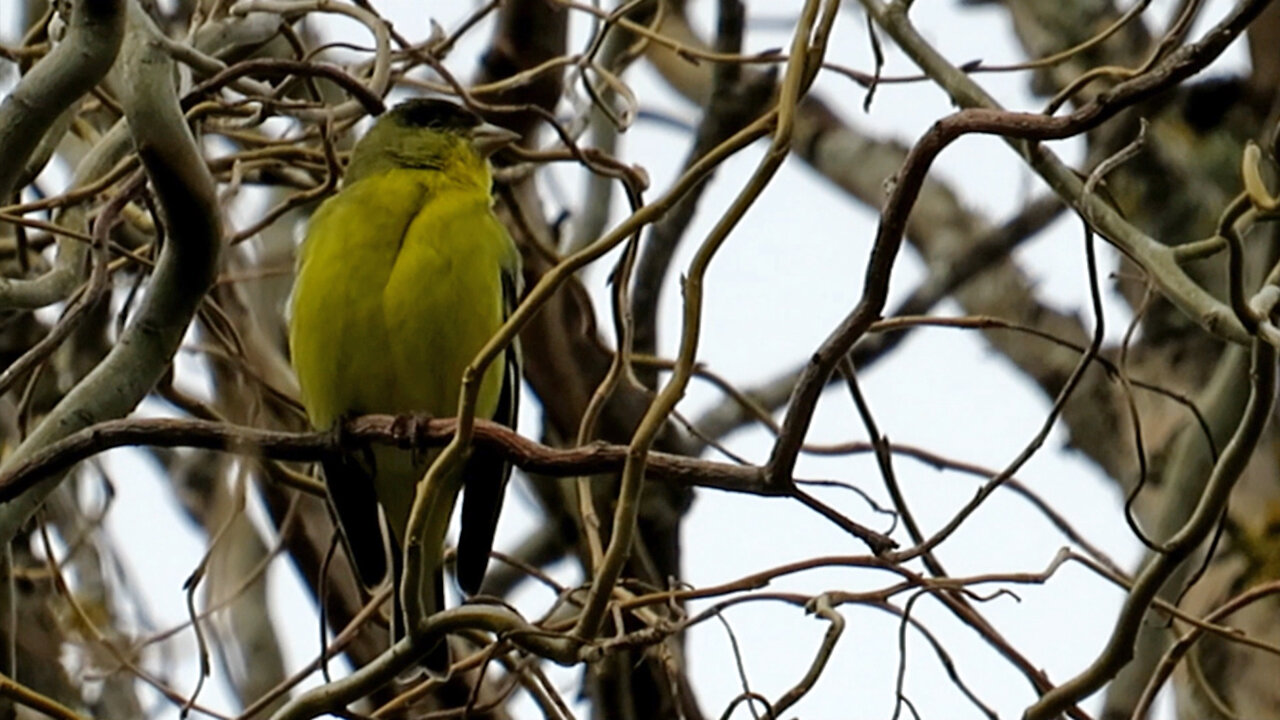 American Goldfinch