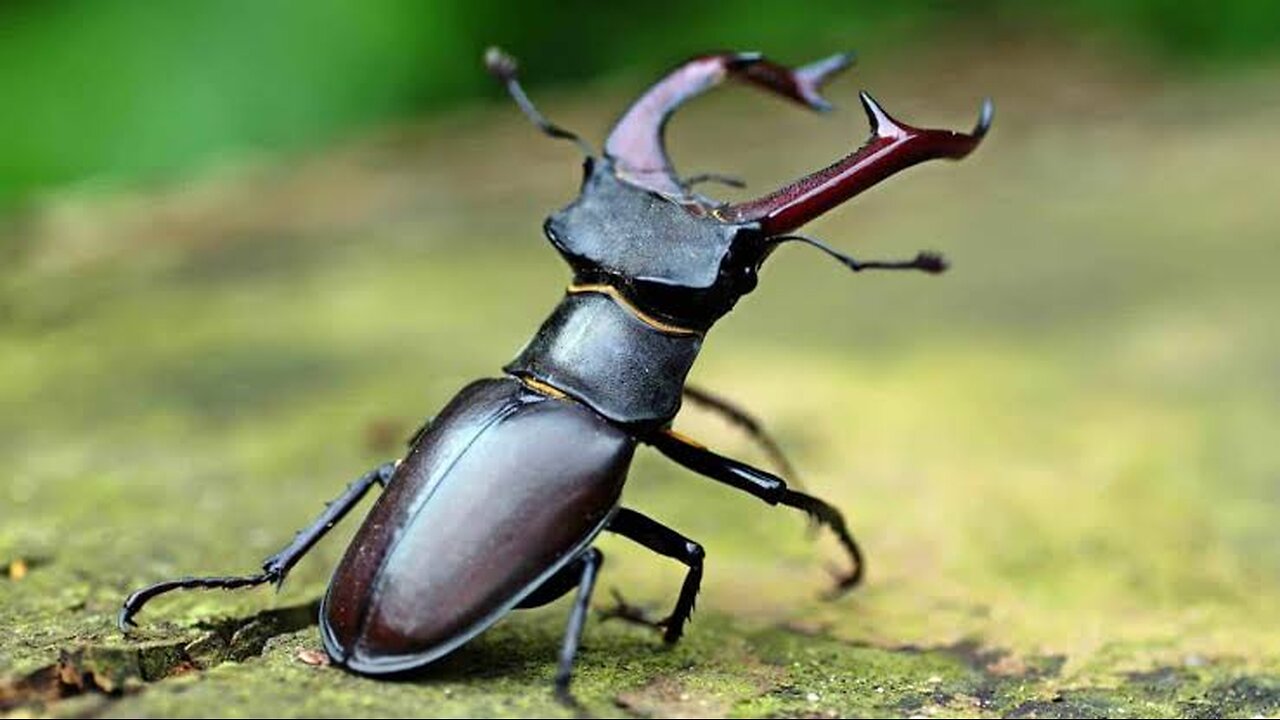 "The Mighty Hercules Beetle: Nature's Living Tank "🪲🪲