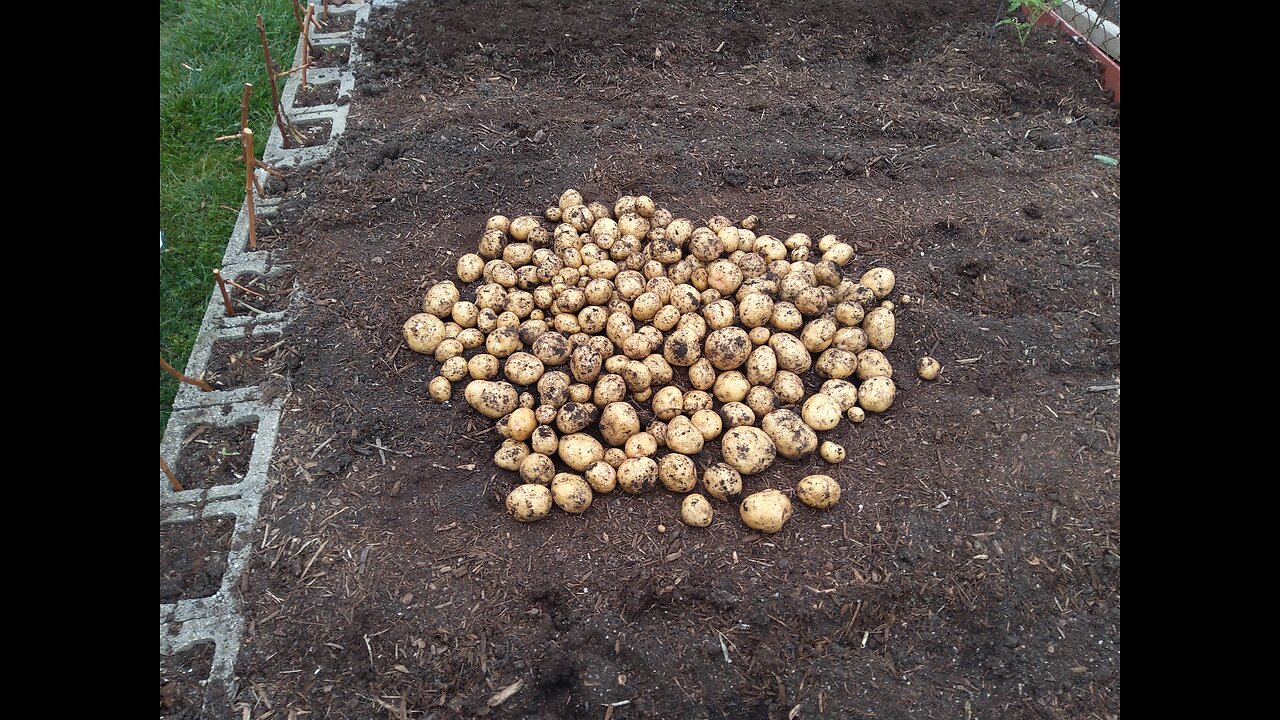 Our Best Potato Harvest 6/28/23