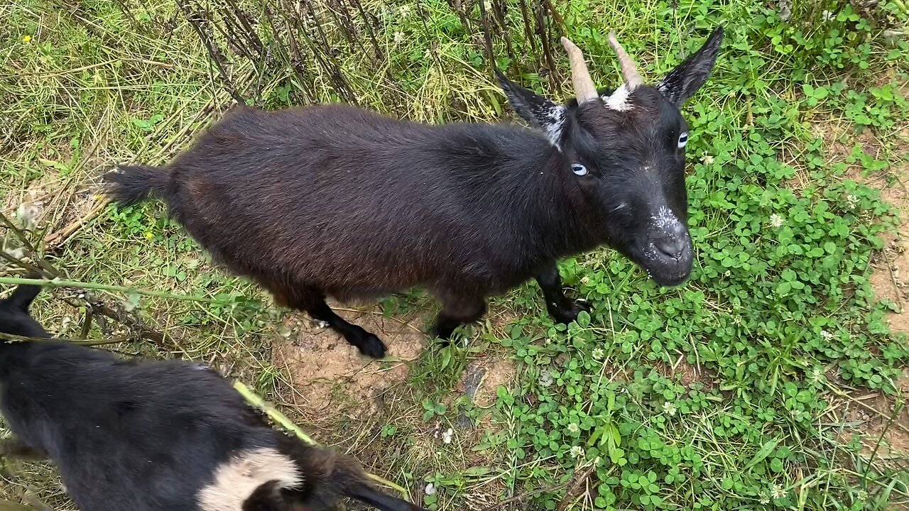 My Nigerian/Pygmy goats say hi to M!